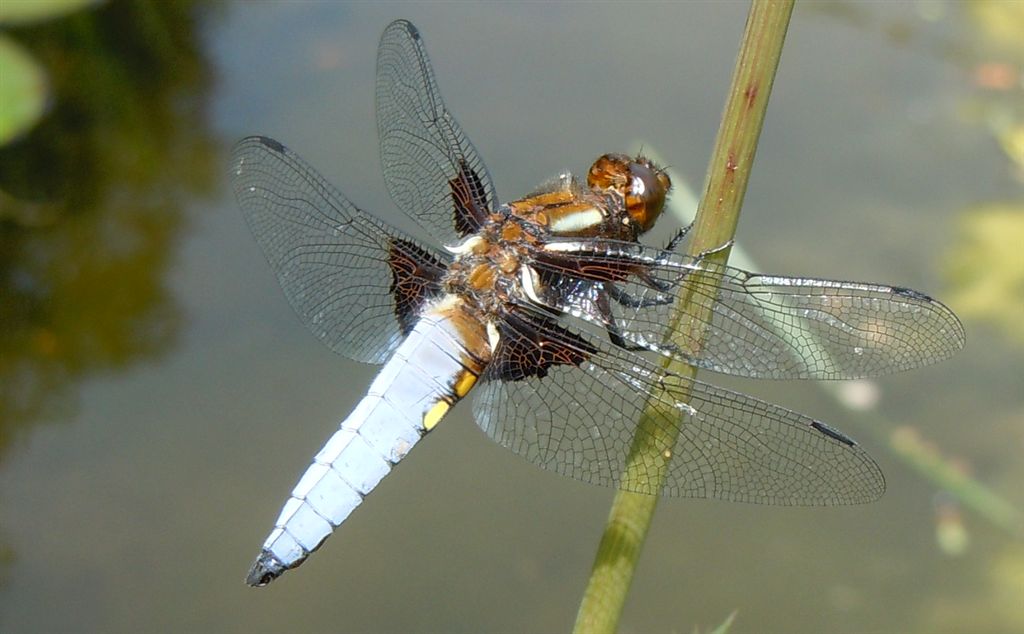 Libellula depressa